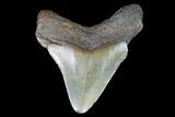 Fossil Megalodon Tooth - North Carolina #97669-1